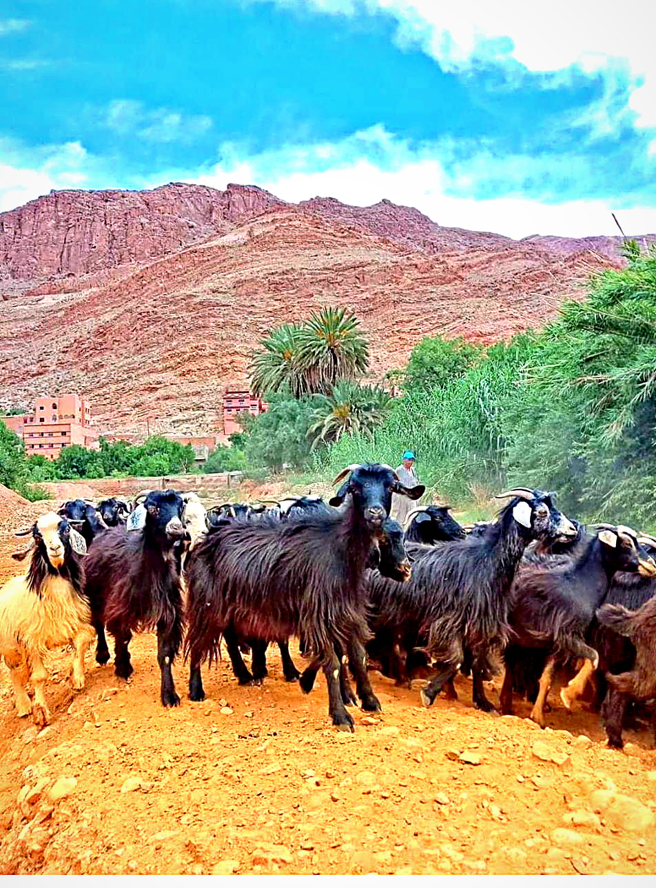 Ruta de las Kasbahs, foto 10